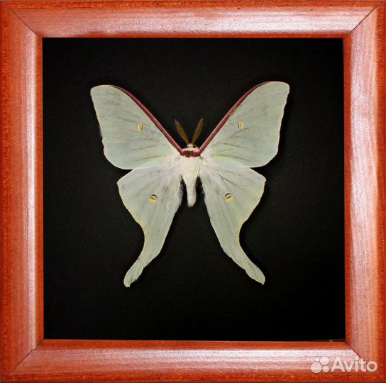 Бабочка в рамке Actias artemis