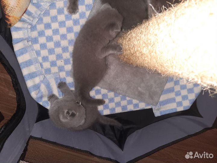 Котята шотландцы