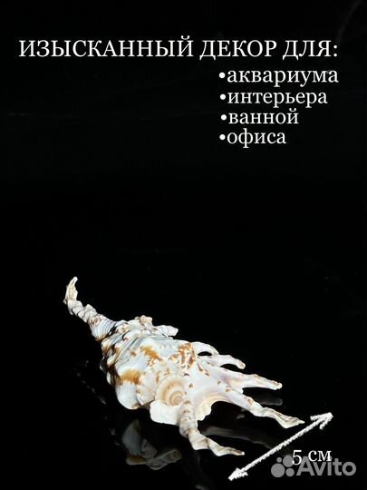 Морские ракушки раковины