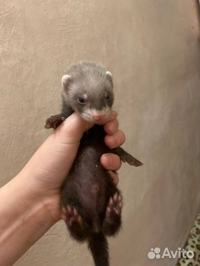 Хорек малыш