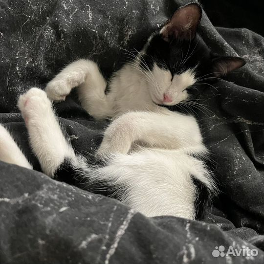 Кошечка в добрые руки