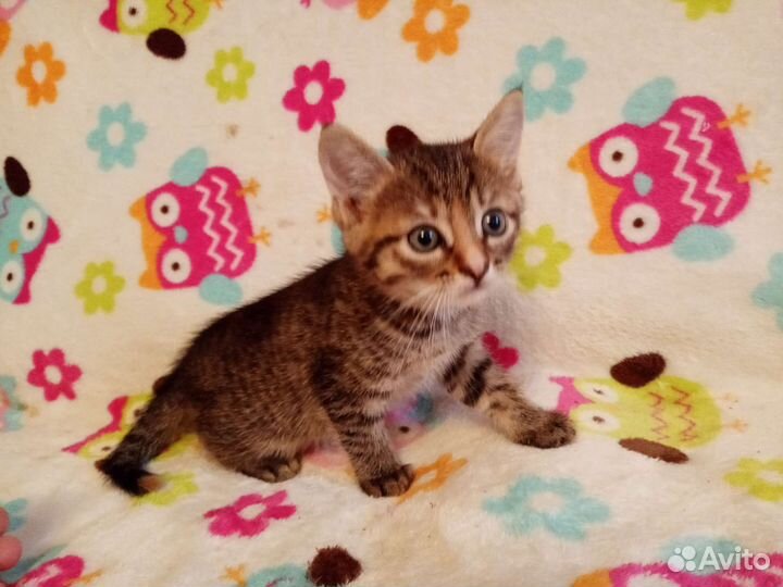 Котята очень красивые ручные 1,5 мес