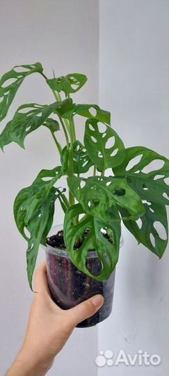 Монстра манки