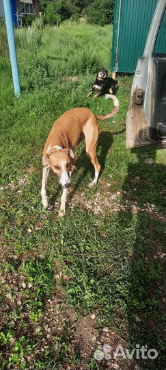 Найдена собака