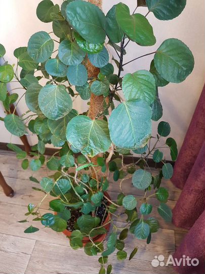 Полисциас Фабиан + росток