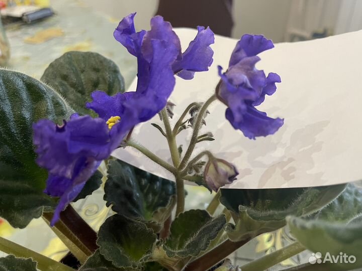 Фиалка Arctic Frost sp лист с корнями