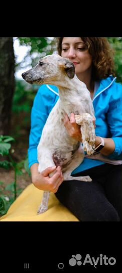 Щенок Тоффи из приюта