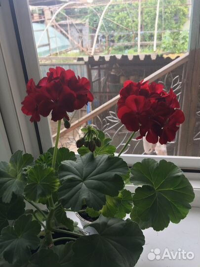 Пеларгония герань Calliope Dark Red