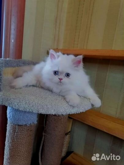 Персидские котята
