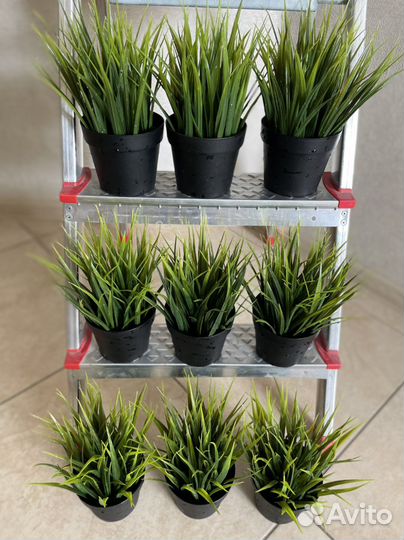 Цветы для интерьера