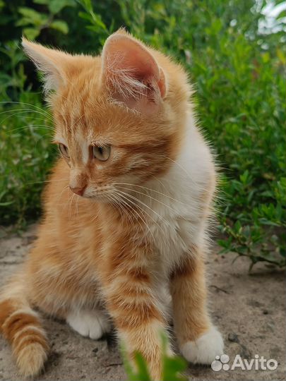 Милые котята