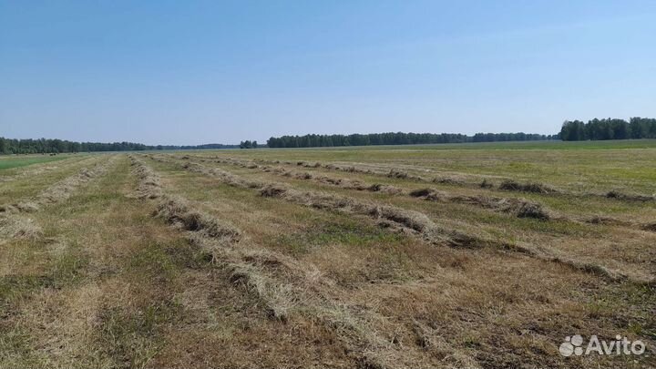 Сено в рулонах