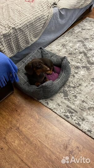 Кобель на вязку