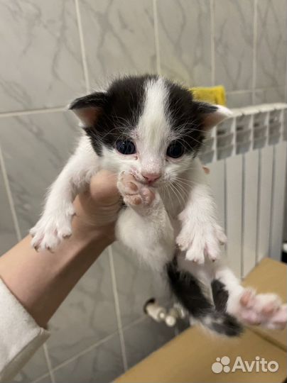 Котята бесплатно