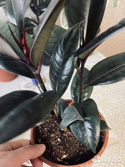 Комнатные растения цветы