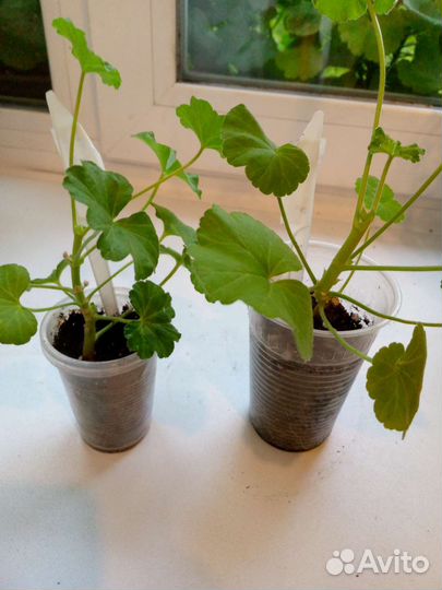 Пеларгония Pac salmon princess