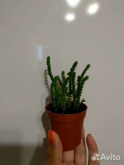 Crassula lycopodioides (muscosa)