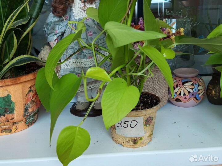 Сциндапсус