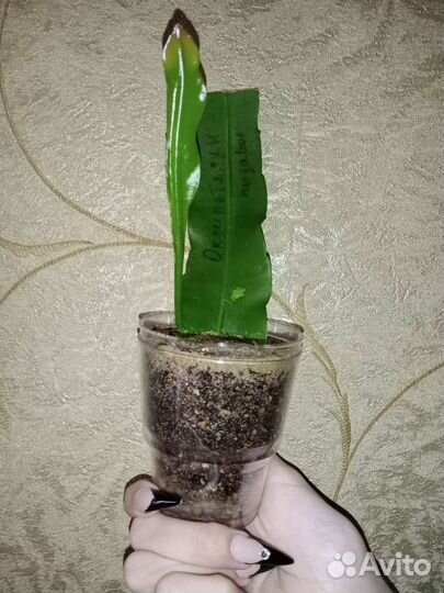 Эпифиллум оксипеталум (Леди ночь)