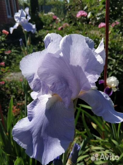 Ирисы сортовые
