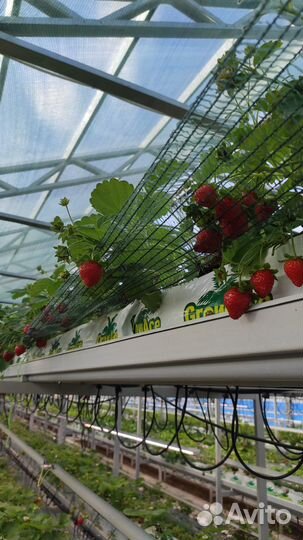 Кокосовый субстрат GrowAce