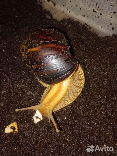 Улитки ахатины