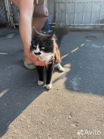 Котенок в добрые руки