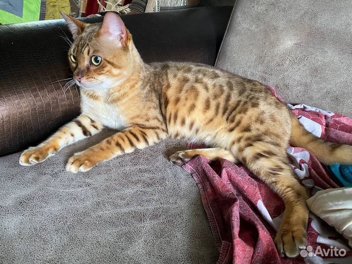 Бенгальский кот