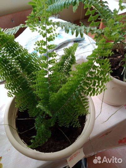 Домашние цветы (комнатные)