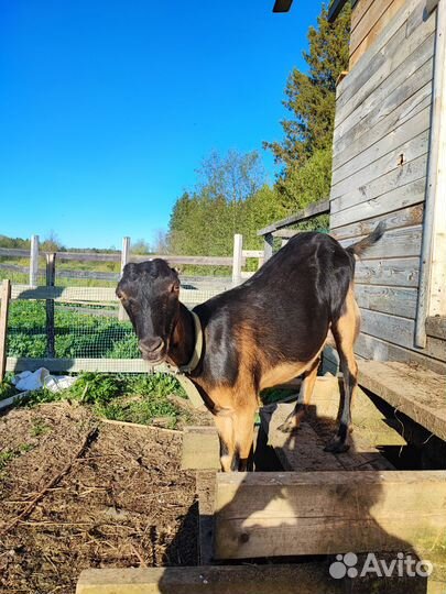 Дойная коза ла- манча