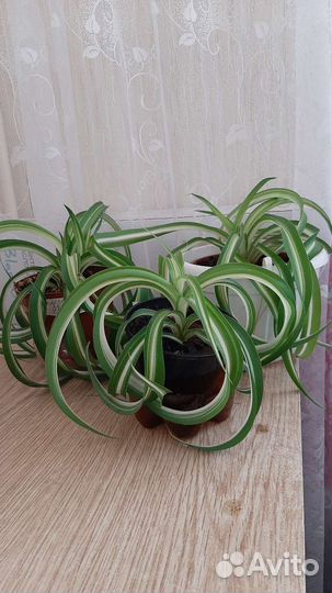 Хлорофитум кудрявый