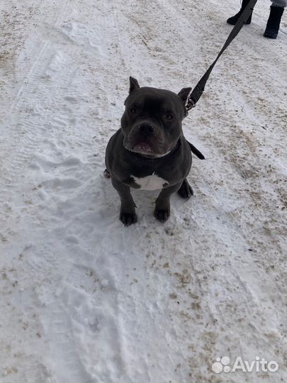 Амбулли Американский булли покет вязка