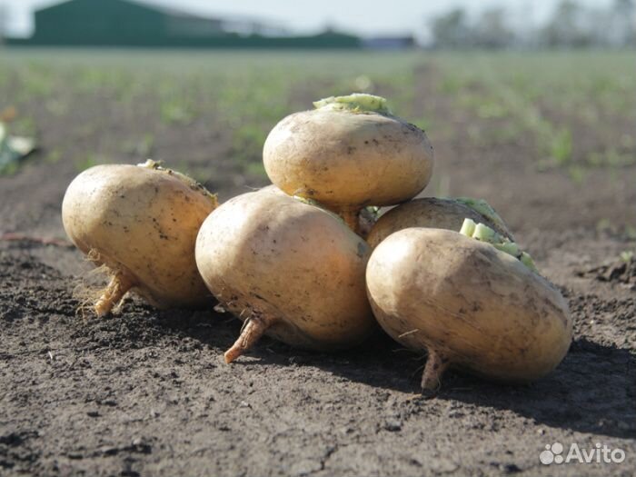 Семена Репы 