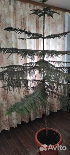 Араукария в горшке