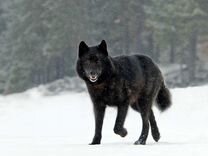Черный канадский волк