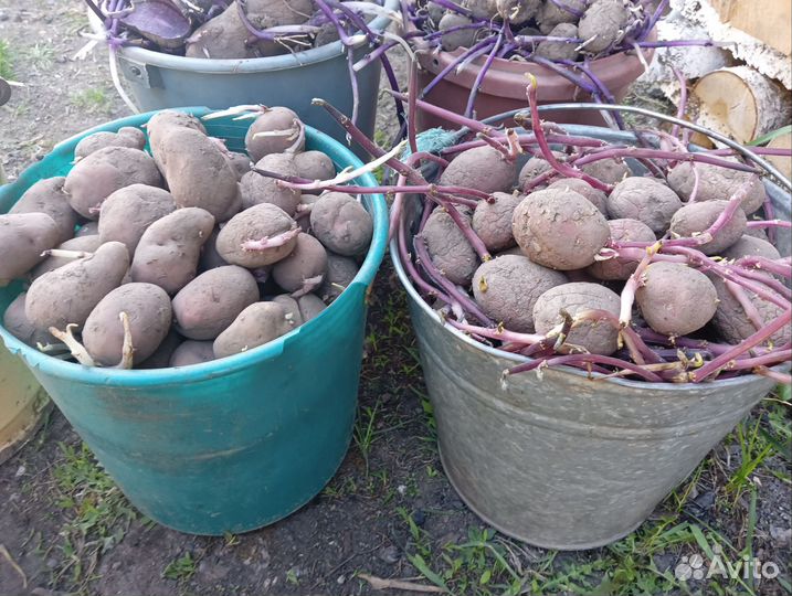 Семенной картофель