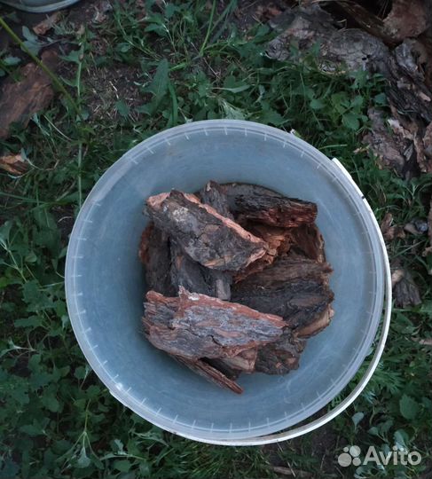 Сосновая кора