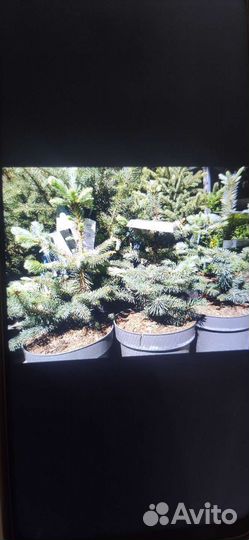 Ель голубая туя