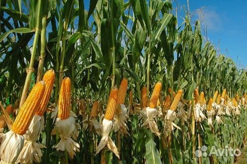 Семена кукурузы Монсанто 3511 - фао330