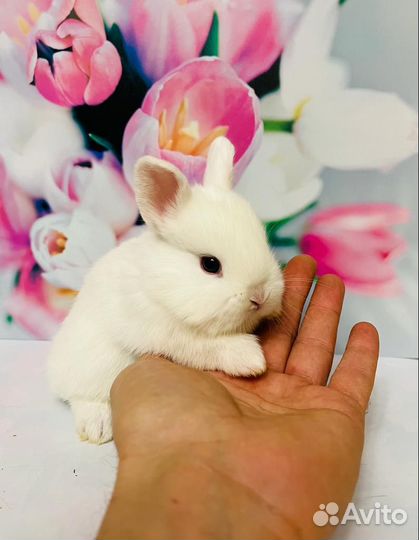 Карликовые кролики мини