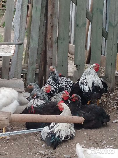 Утята суточные, петушки