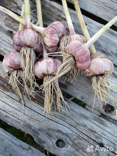 Наборы для солений,чеснок,черника