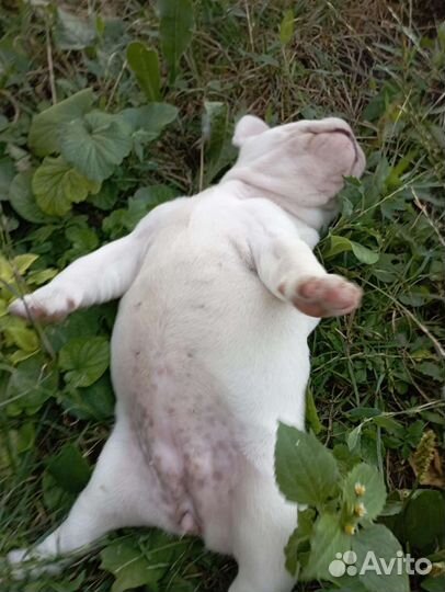 Французики