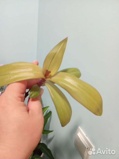 Рэо(sitara gold) жёлтый