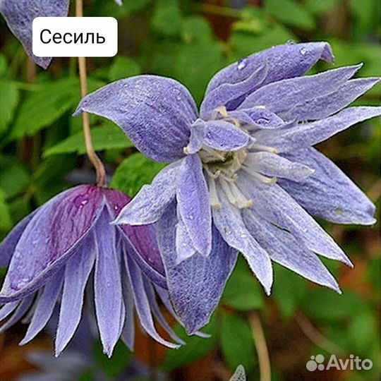 Клематисы княжики