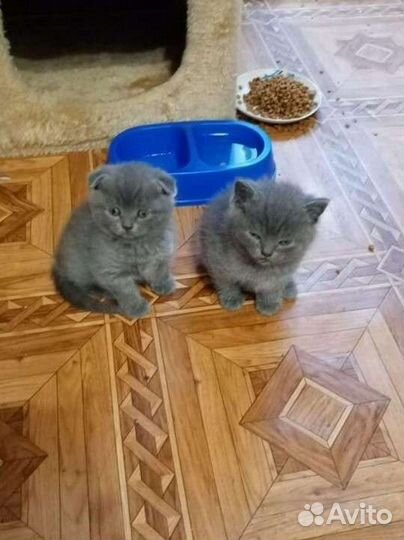 Шотландские котята