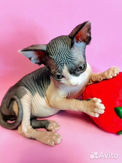 Канадский сфинкс котенок девочка
