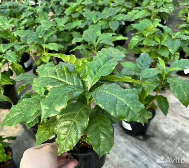 Кофе Аравийское