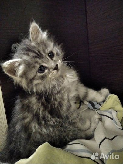 Котенок в добрые руки