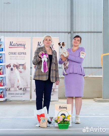 Услуги Хендлера, Хендлинг, Выставочная подготовка